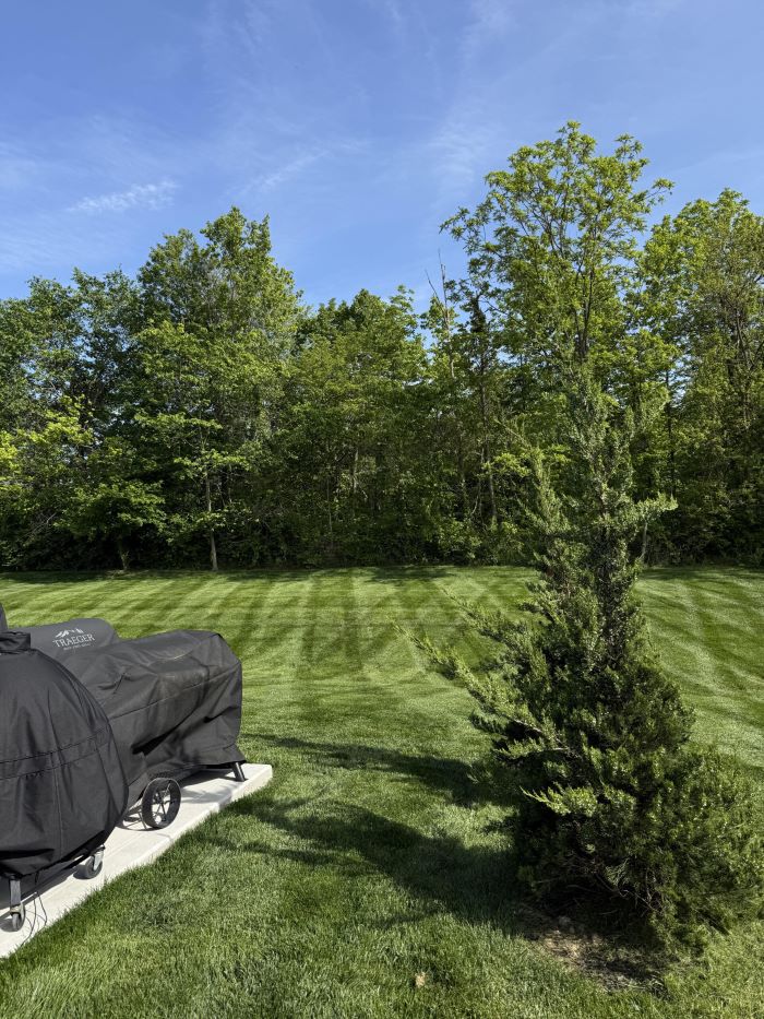 Backyard garden