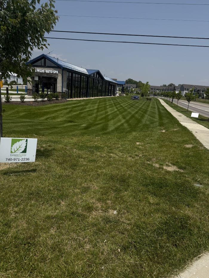 Backyard landscaping