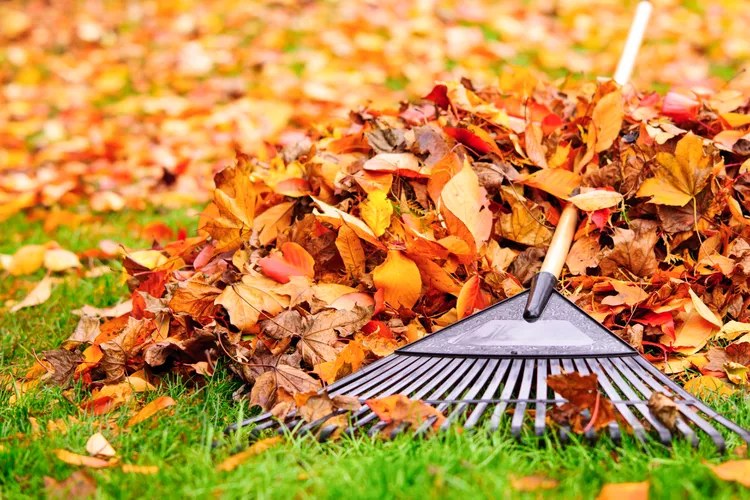 fall yard cleanup important